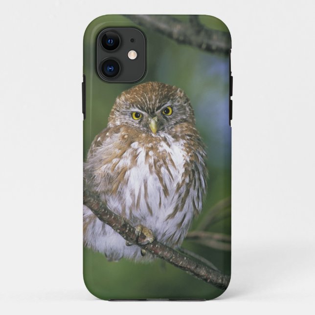 Coques Case-Mate iPhone Chili, Aysen Chouette à pygmée autrale juvénile (Dos)