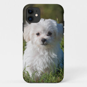 Etui iPhone Case-Mate chiot blanc en parc