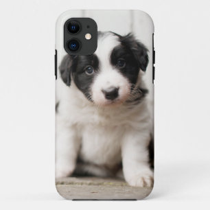 Coques Pour iPhone Chiot de border collie