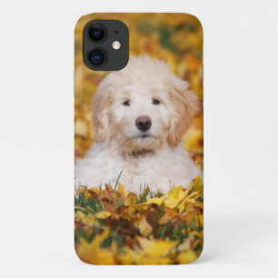 Case-Mate iPhone Case Chiot De Goldendoodle En Feuilles D'Automne