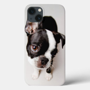 iPhone 13 Coque Chiot d'Edison Boston Terrier