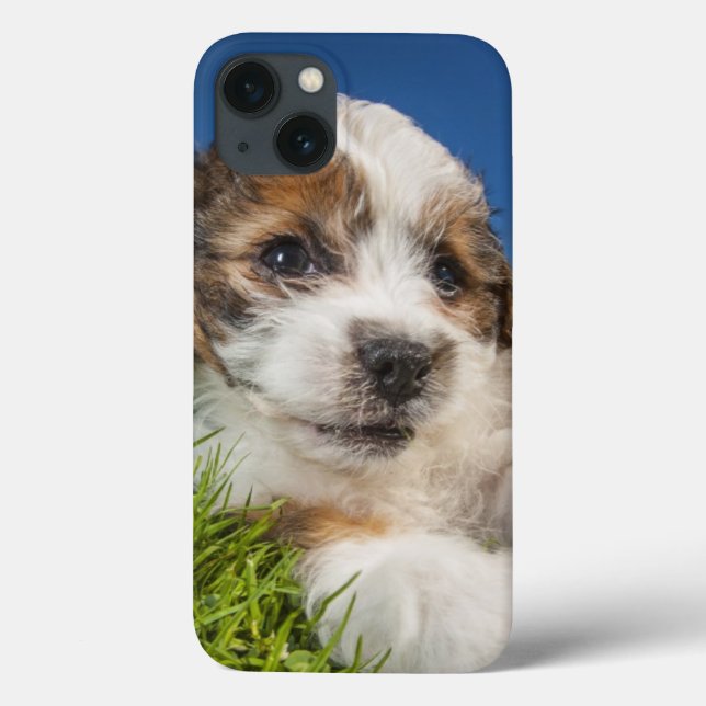 Coques Case-Mate iPhone Chiot mignon (Shitzu) (Verso)