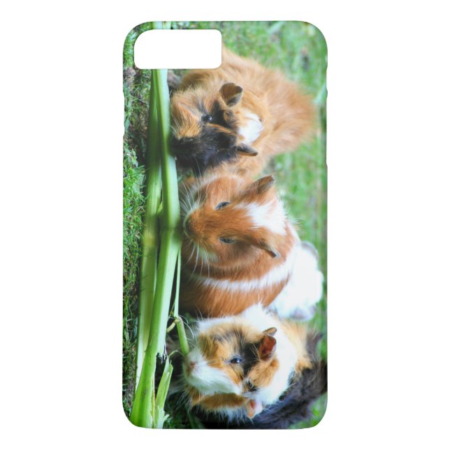 Coques Case-Mate iPhone Cobaye abyssinienne (Dos)