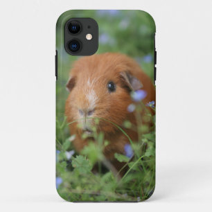 Case-Mate iPhone Case Cobaye câlin mignon de gingembre dehors sur