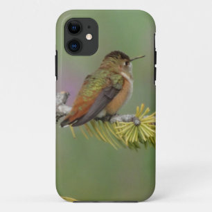 Coques Pour iPhone Colibri sur le pin
