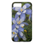 Colorado Blue Columbine près de Telluride Colorado