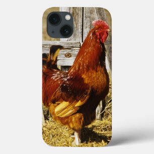 iPhone 13 Coque Coq Rhode Island Red