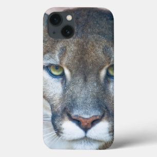 Coques Pour iPhone Cougar, lion de montagne, panthère de Floride, Pum