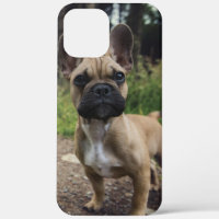 Coussin de lancer bouledogue français