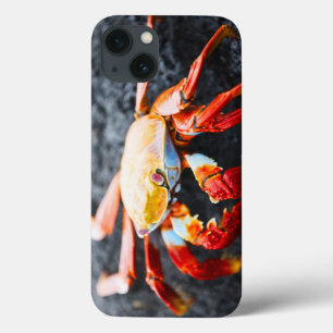iPhone 13 Case Crabe de lightfoot de sortie sur une roche noire