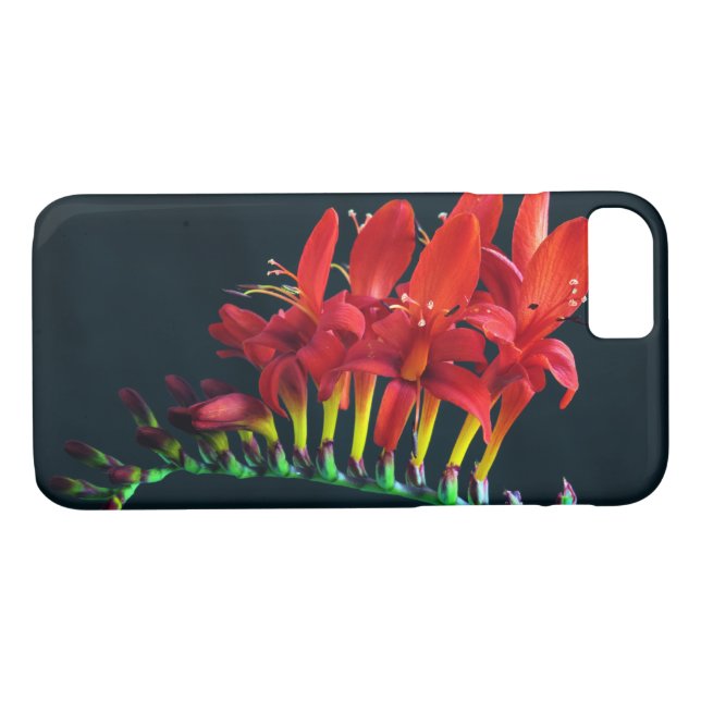 Coques Case-Mate iPhone Crocosomie Lucifer Montbretia Floral (Dos (Horizontal))