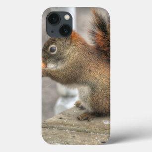 Coques Pour iPhone Cute écureuil & arachide photo de la faune