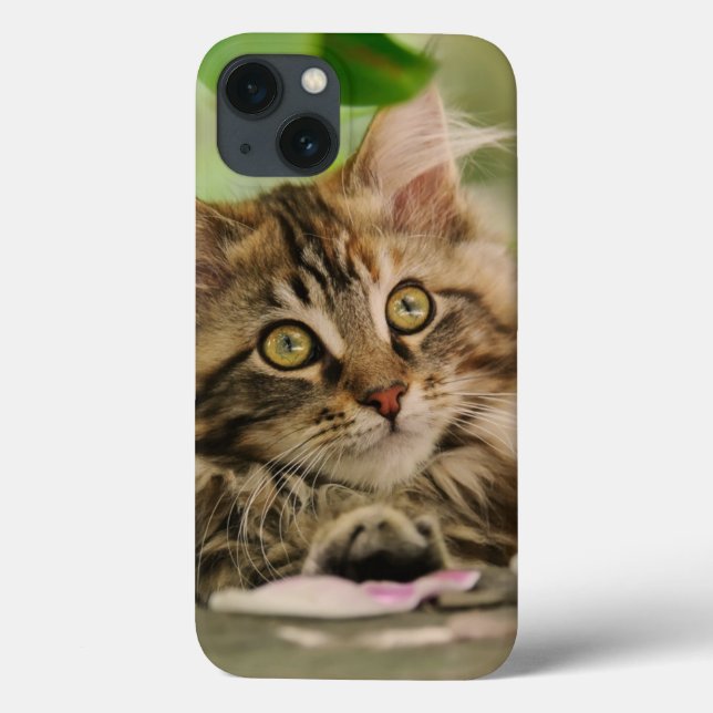 Coques Case-Mate iPhone Cute Maine Coon Chat Kitten Portrait photo - (Verso)