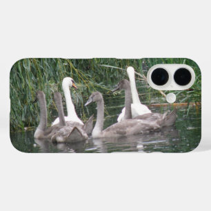 Coques iPhone 16 Cygnes et jeunes cygnes
