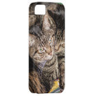 Deux chats en difficulté