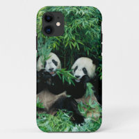 Deux pandas mangeant du bambou ensemble, Wolong