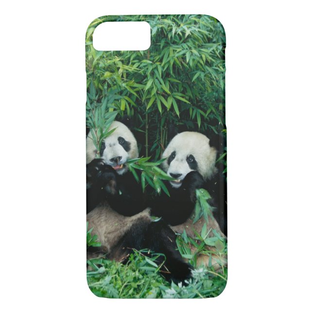 Coques Case-Mate iPhone Deux pandas mangeant du bambou ensemble, Wolong (Dos)