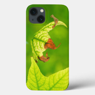 Etui iPhone 13 Diseased maple leaf