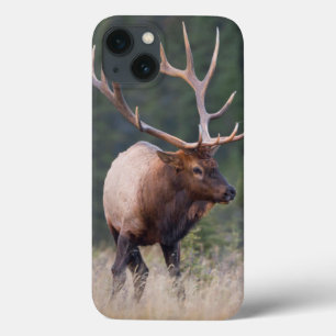 iPhone 13 Case Élans de montagne rocheuse
