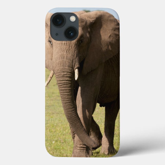 Coques Case-Mate iPhone Eléphant africain (Loxodonta Africana), Massai (Verso)