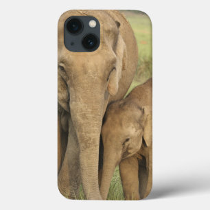 Coques Pour iPhone Éléphant indien / asiatique et jeune, Corbett