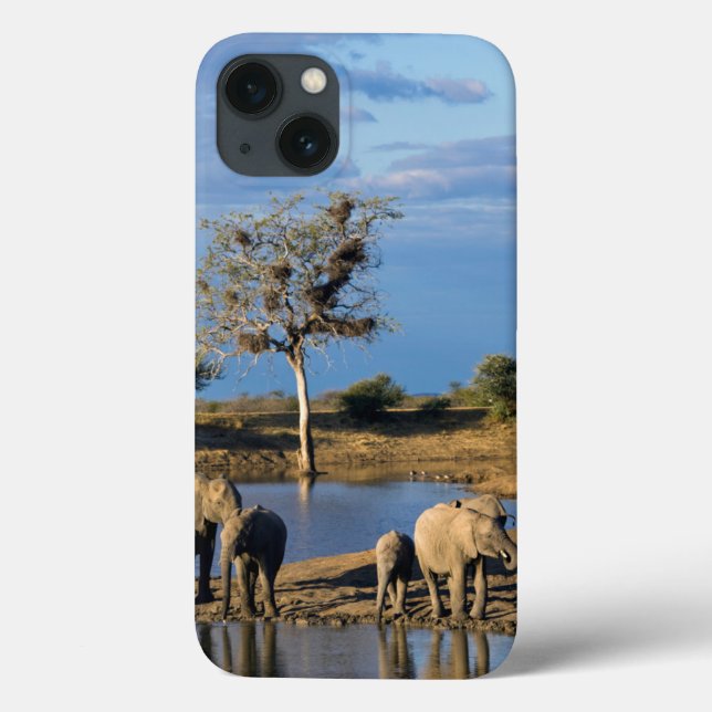 Coques Case-Mate iPhone Éléphants de Bush d'Africain (Loxodonta Africana) (Verso)
