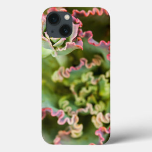 Etui iPhone 13 Emerging bud of an Echeveria Plant