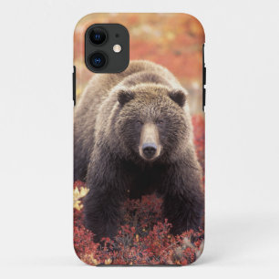 Etui iPhone Case-Mate États-Unis, Alaska, Parc national Denali, ours gri