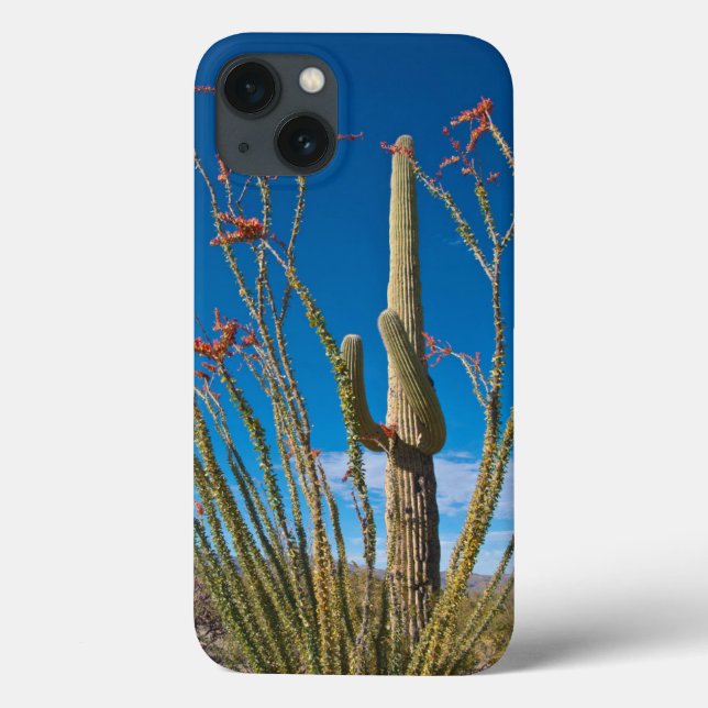 Coques Case-Mate iPhone États-Unis, Arizona. Cactus Dans Le Parc National  (Verso)
