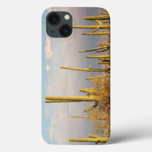 iPhone 13 Coque États-Unis, Arizona, Parc national de Saguaro, Sag
