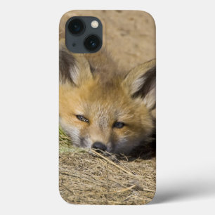 Coques Pour iPhone États-Unis, Colorado, Breckenridge. Renard roux al