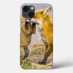 iPhone 13 Case États-Unis, Colorado, Breckenridge. Renard roux mè