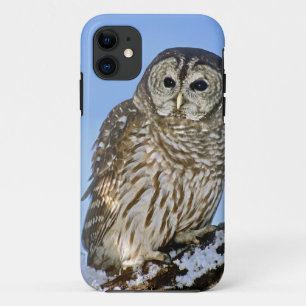 Coques Pour iPhone États-Unis, Colorado. Portrait de hibou moyen-duc