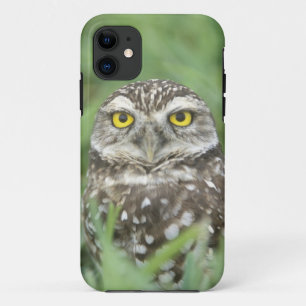 Coques Pour iPhone États-Unis, Floride, Cape Coral, Chevêche des terr