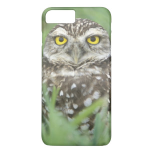 Coque iPhone 7 Plus États-Unis, Floride, Cape Coral, Chevêche des terr