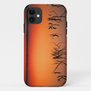 Coques Pour iPhone États-Unis, Floride. Silhouettes de branches d'arb