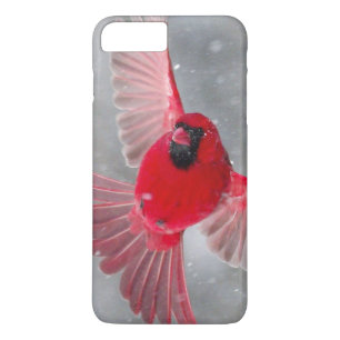 Etui iPhone Case-Mate États-Unis, Indiana, Indianapolis. Un cardinal mâl
