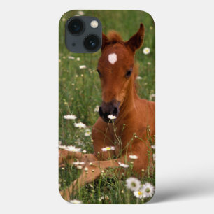Etui iPhone 13 États-Unis, Oregon, Poney arabe.