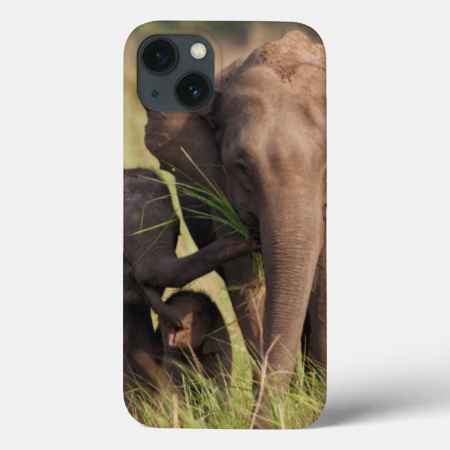 Coques Case-Mate iPhone Famille indienne d'éléphant asiatique dans la (Verso)