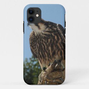 Coques Pour iPhone Faucon pérégrin