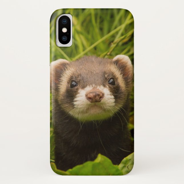 Coques Case-Mate iPhone Ferret Brown dans l'herbe (Dos)