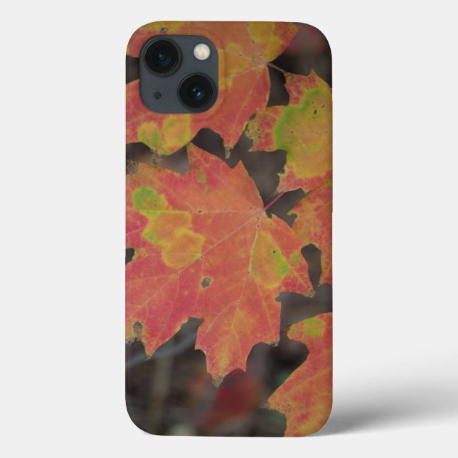 Coques Case-Mate iPhone Feuilles d'automne (Verso)