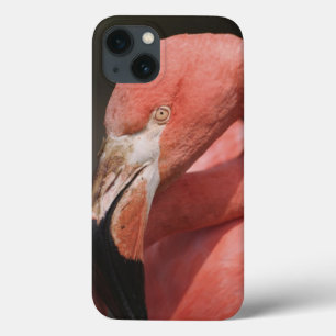 Etui iPhone 13 Flamant rose chilien, chilensis de Phoenicopterus