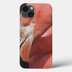 Etui iPhone 13 Flamant rose chilien, chilensis de Phoenicopterus