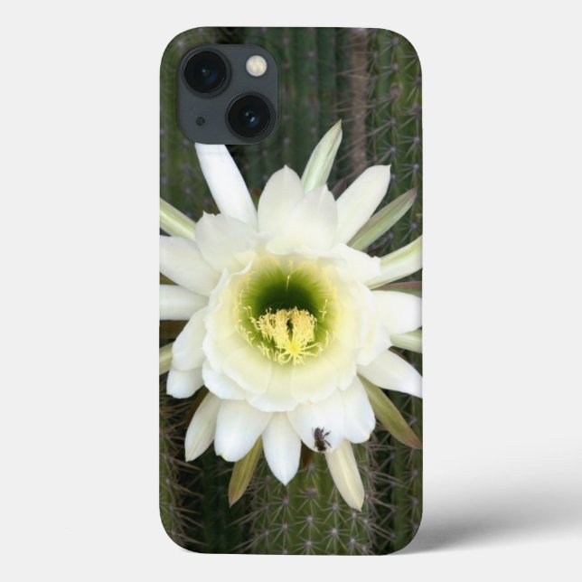Coques Case-Mate iPhone Fleur De Cactus De Nuit, Région De Karoo (Verso)