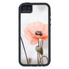 Fleurs rouges de pavot