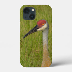 Case-Mate iPhone Case Floride Sandhilll Grue Oiseau Faune Photographie d