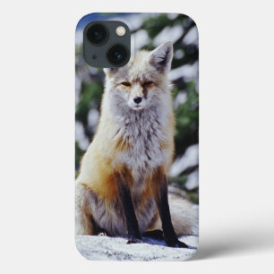 iPhone 13 Coque Fox rouge se reposant sur la banque de neige,