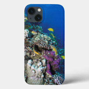 Case-Mate iPhone Case Goatfish Swarm Around Small Coral
