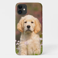 Golden Retriever Chien Cute Goldie Puppy Portrait 
